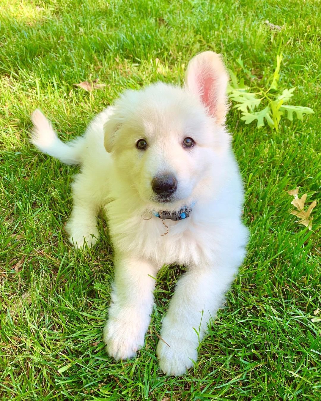 White German Shepherd Puppies