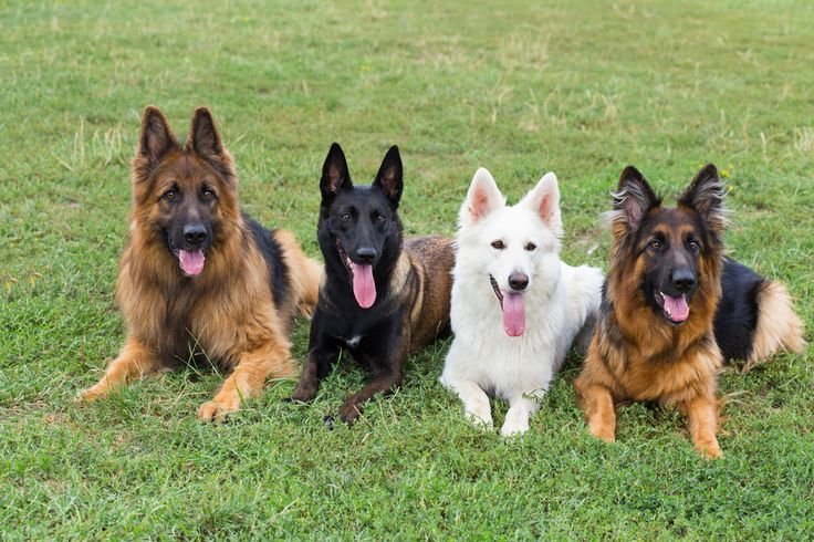 Charming German Shepherd Puppy available for sale