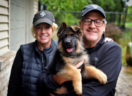 german shepherd puppies in my area