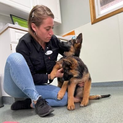 german shepherd puppy near me for sale