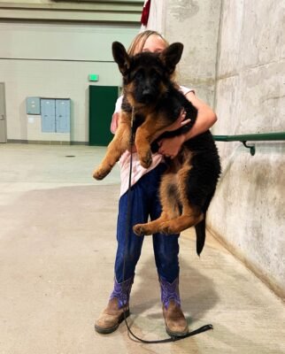 german shepherd puppies for sale