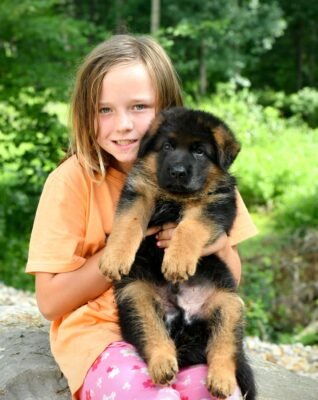 german shepherd dog puppies for sale