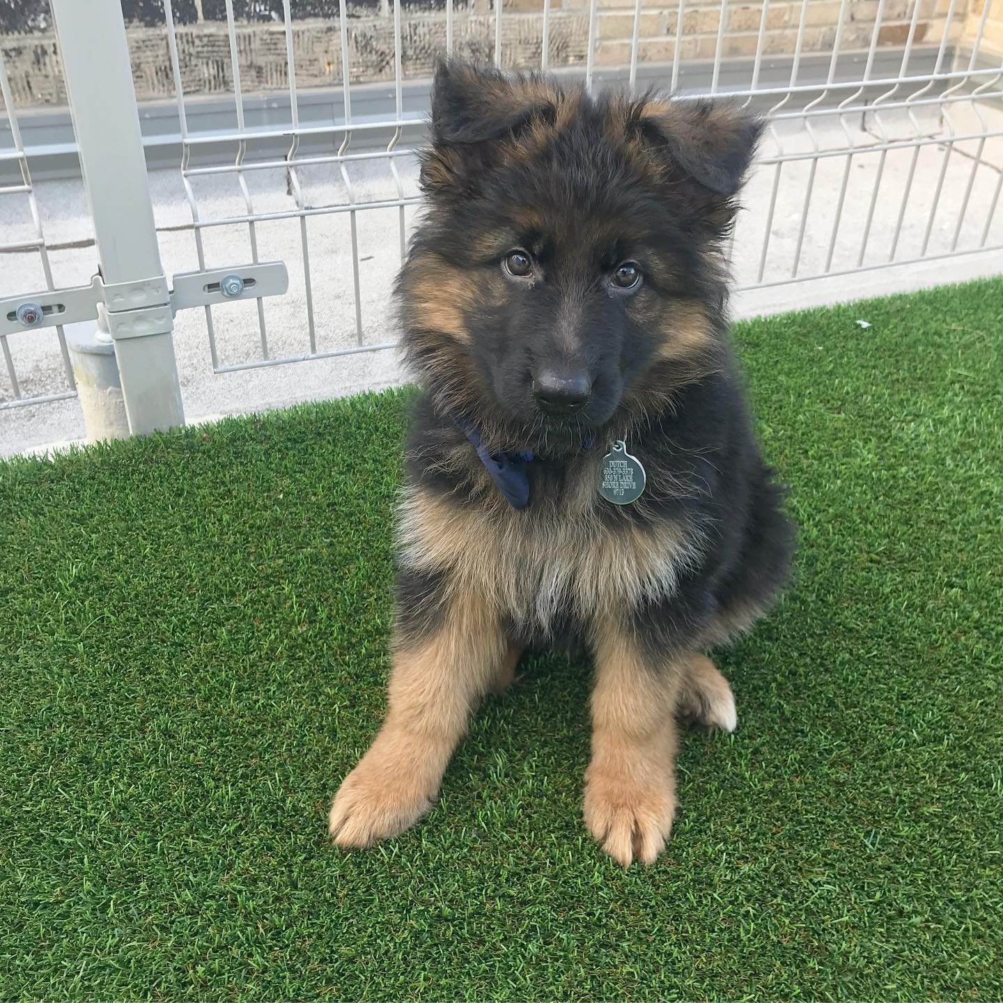 german shepherd dog puppies for sale