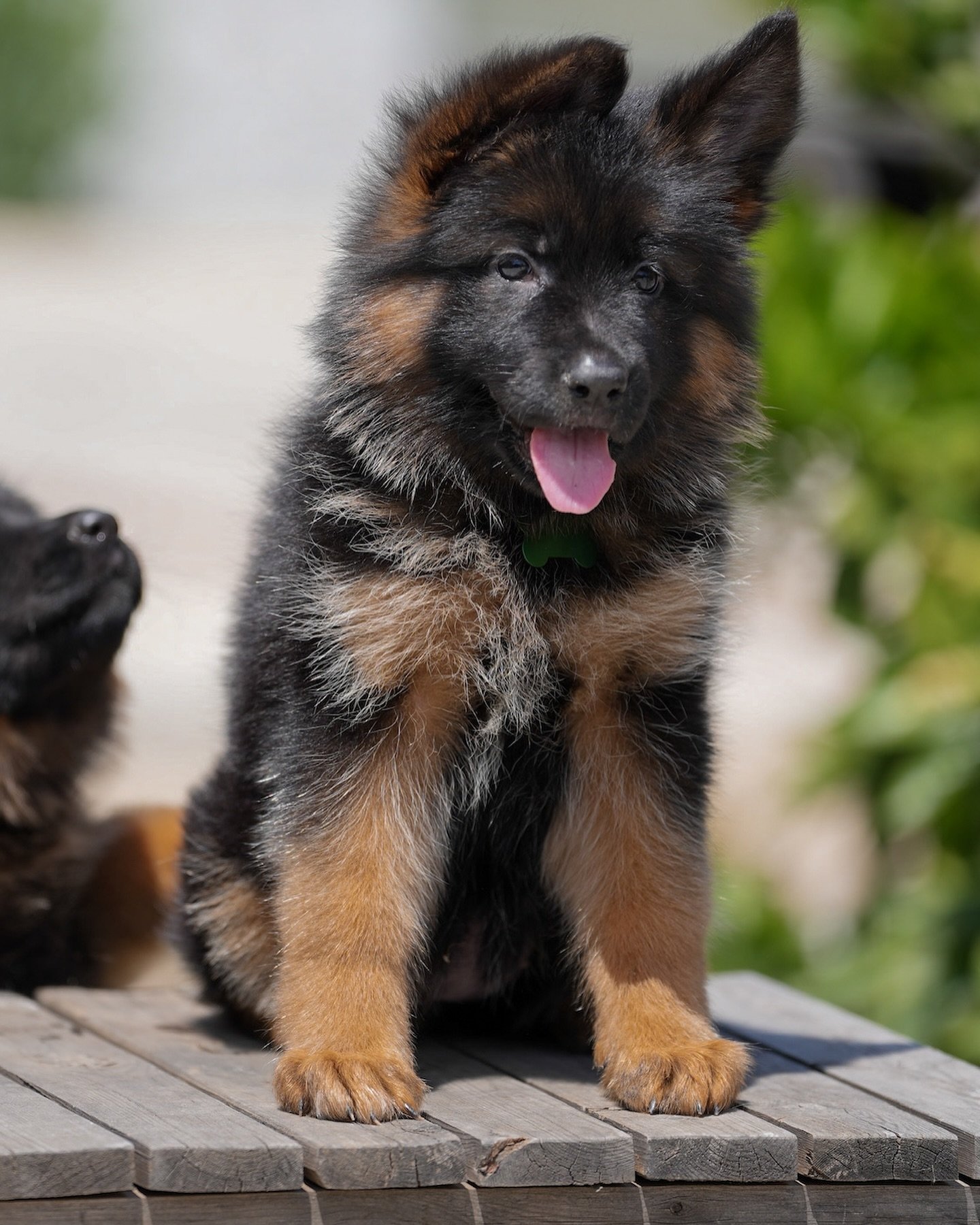 german shepherd puppies for sale by owner