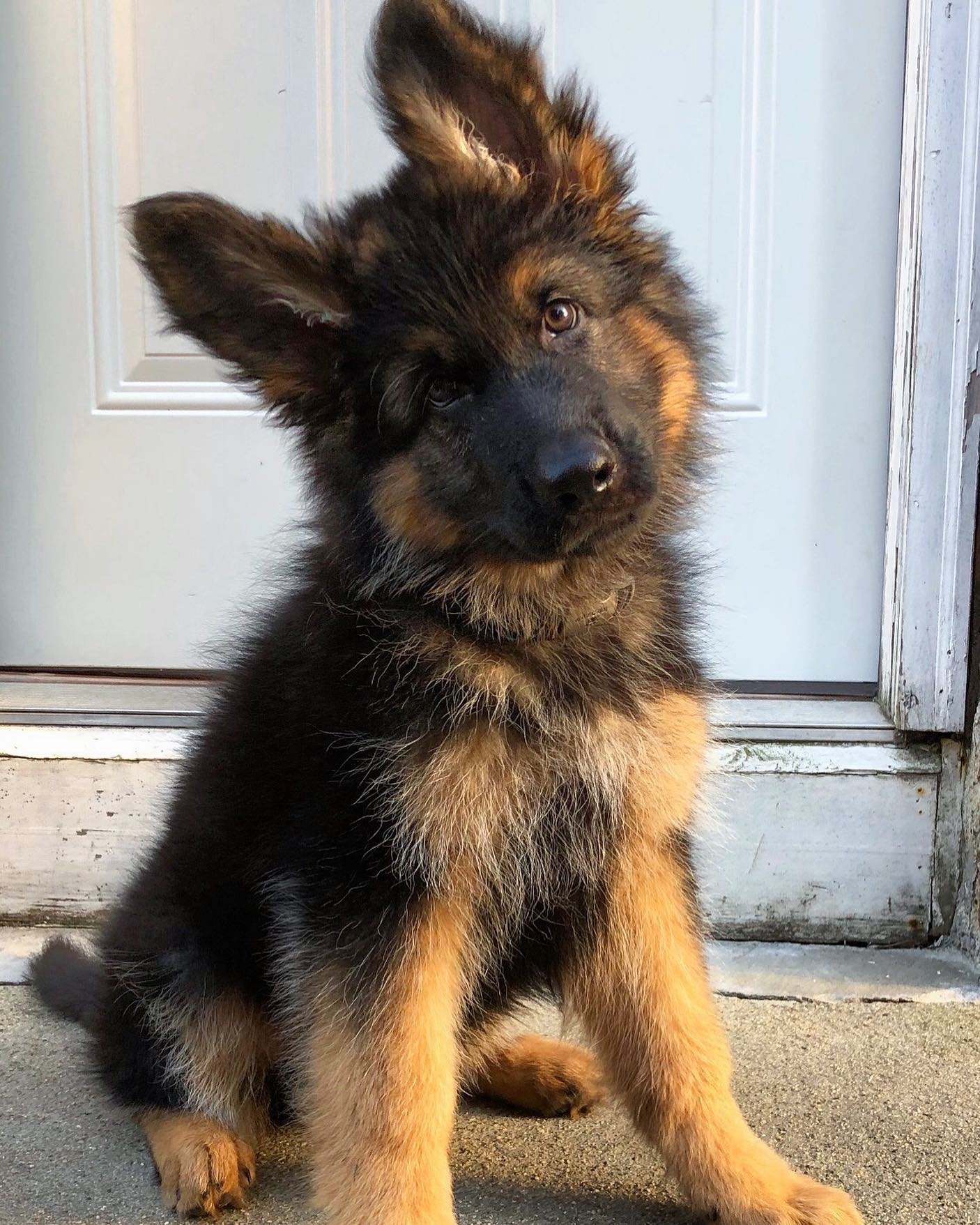 german shepherd dog for sale