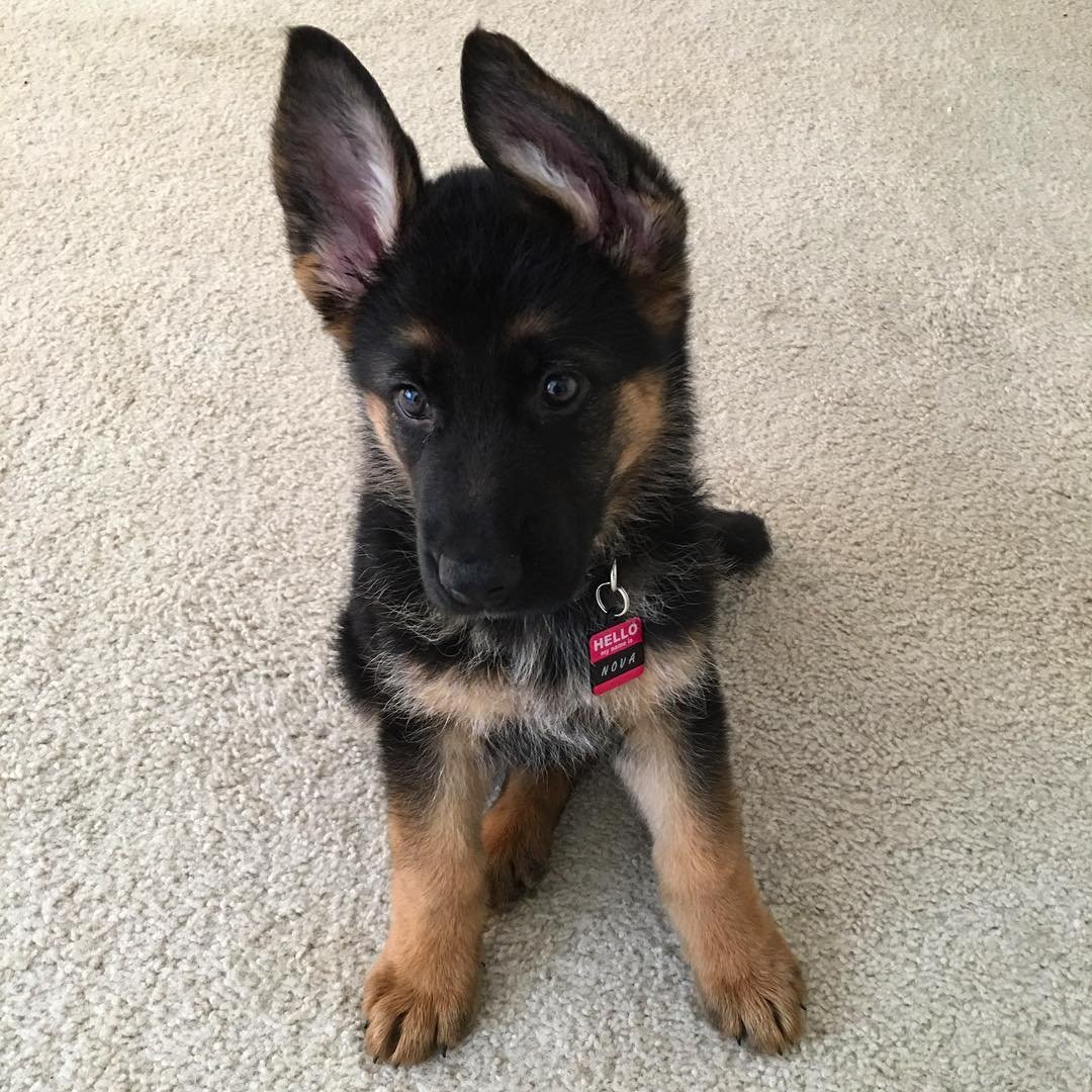 german shepherd dog puppies for sale