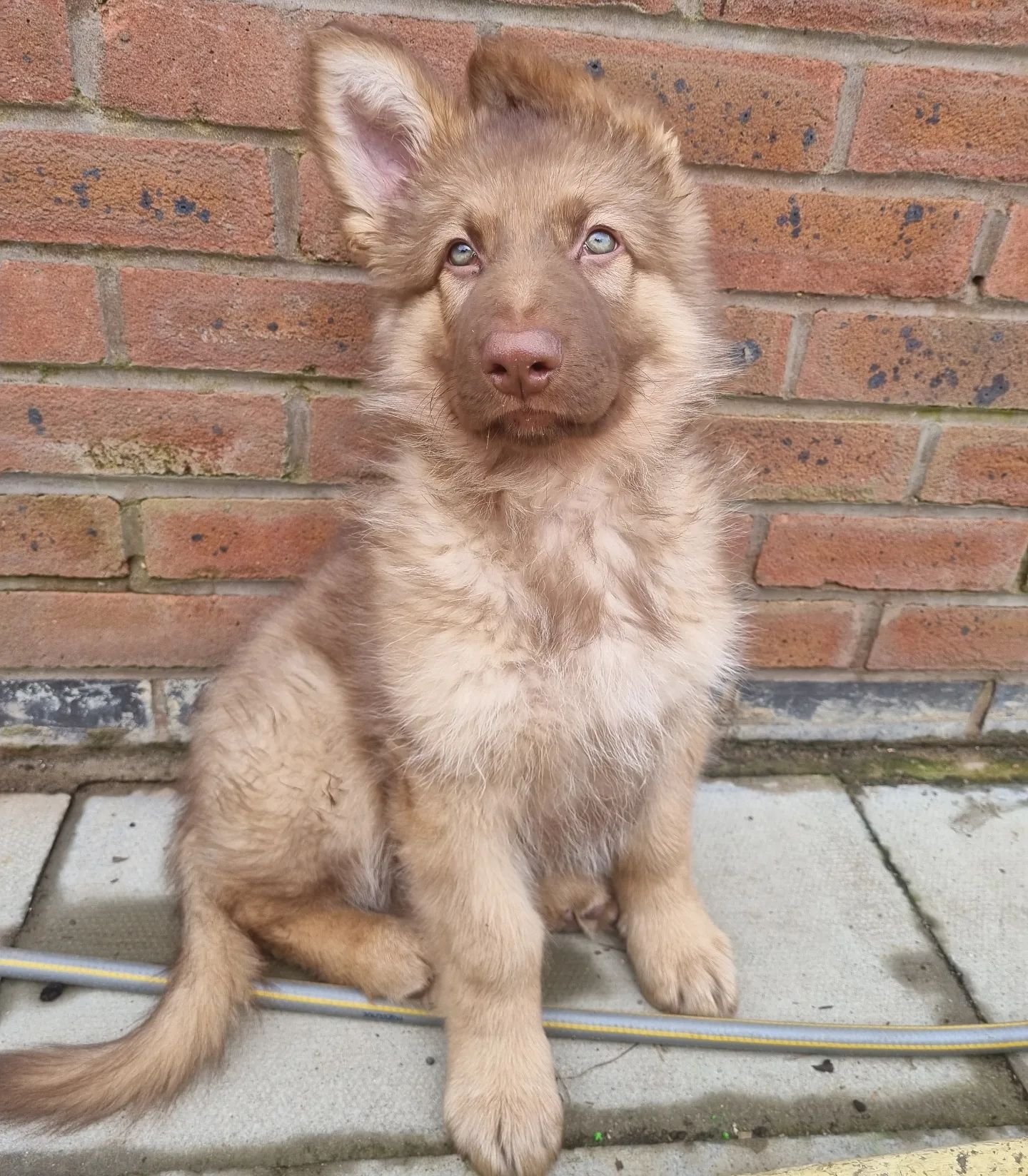 german shepherd puppies for sale near me