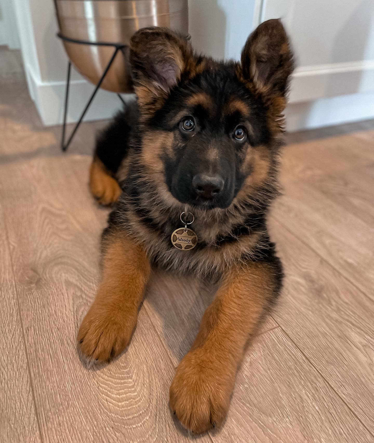 gsd for sale