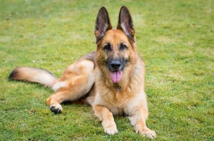 King German Shepherd Puppies