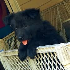 Black German Shepherd Puppies