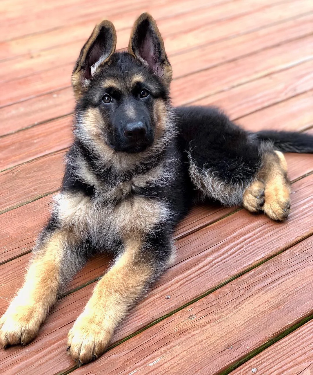German Shepherd Puppy named Ranger