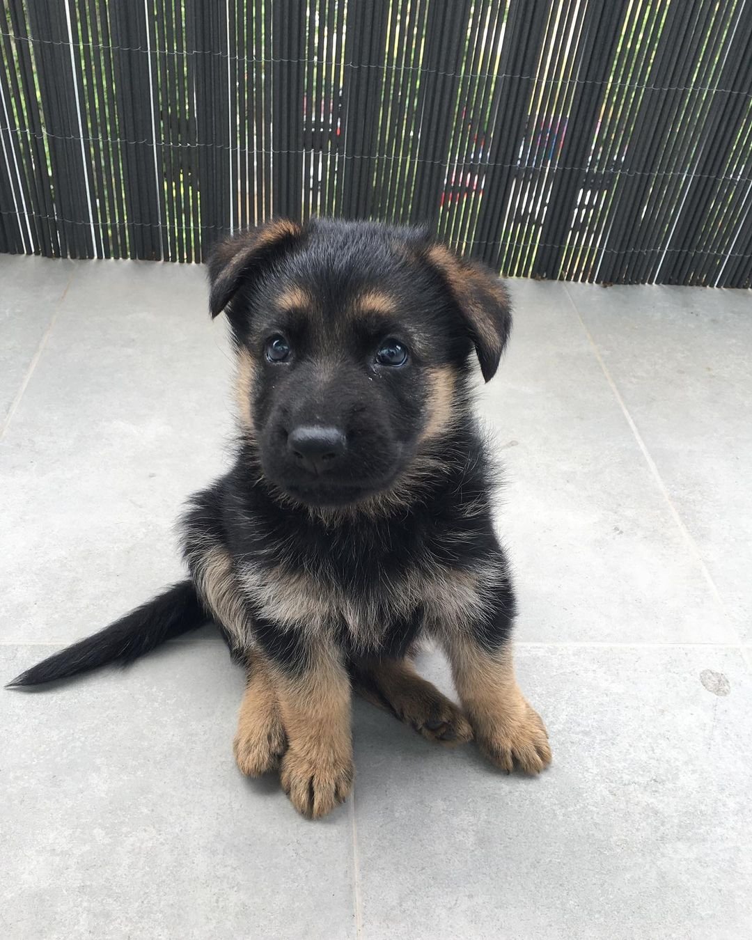 German Shepherd Puppy named Aisha