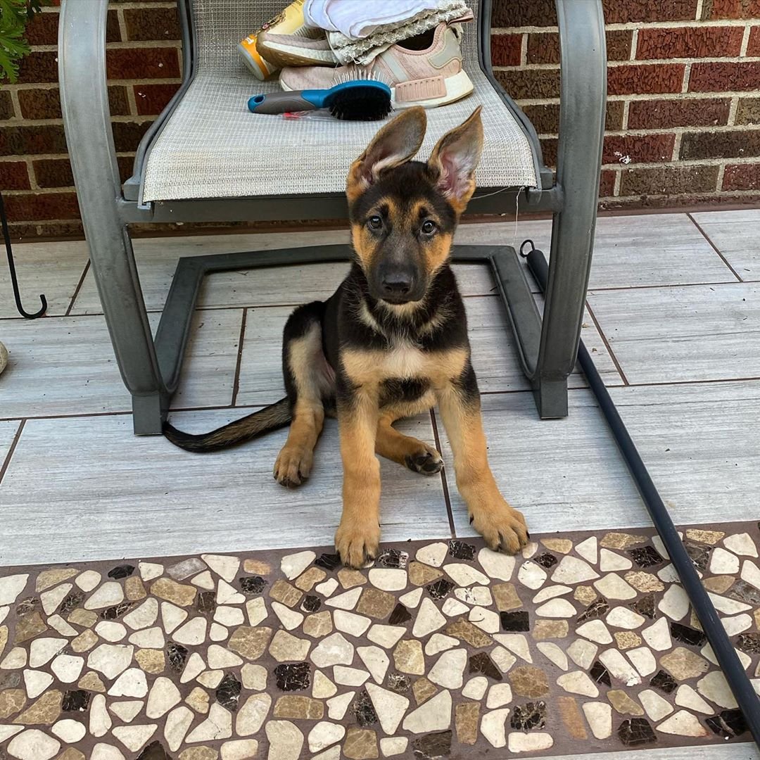 German Shepherd Puppy named Appa