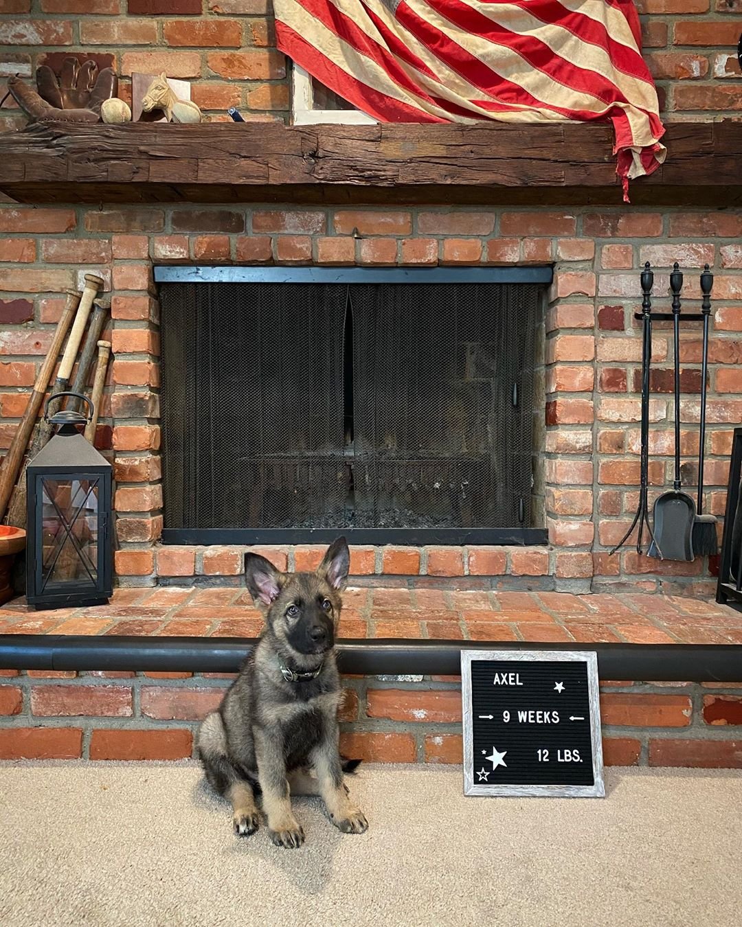 German Shepherd Puppy named Axel