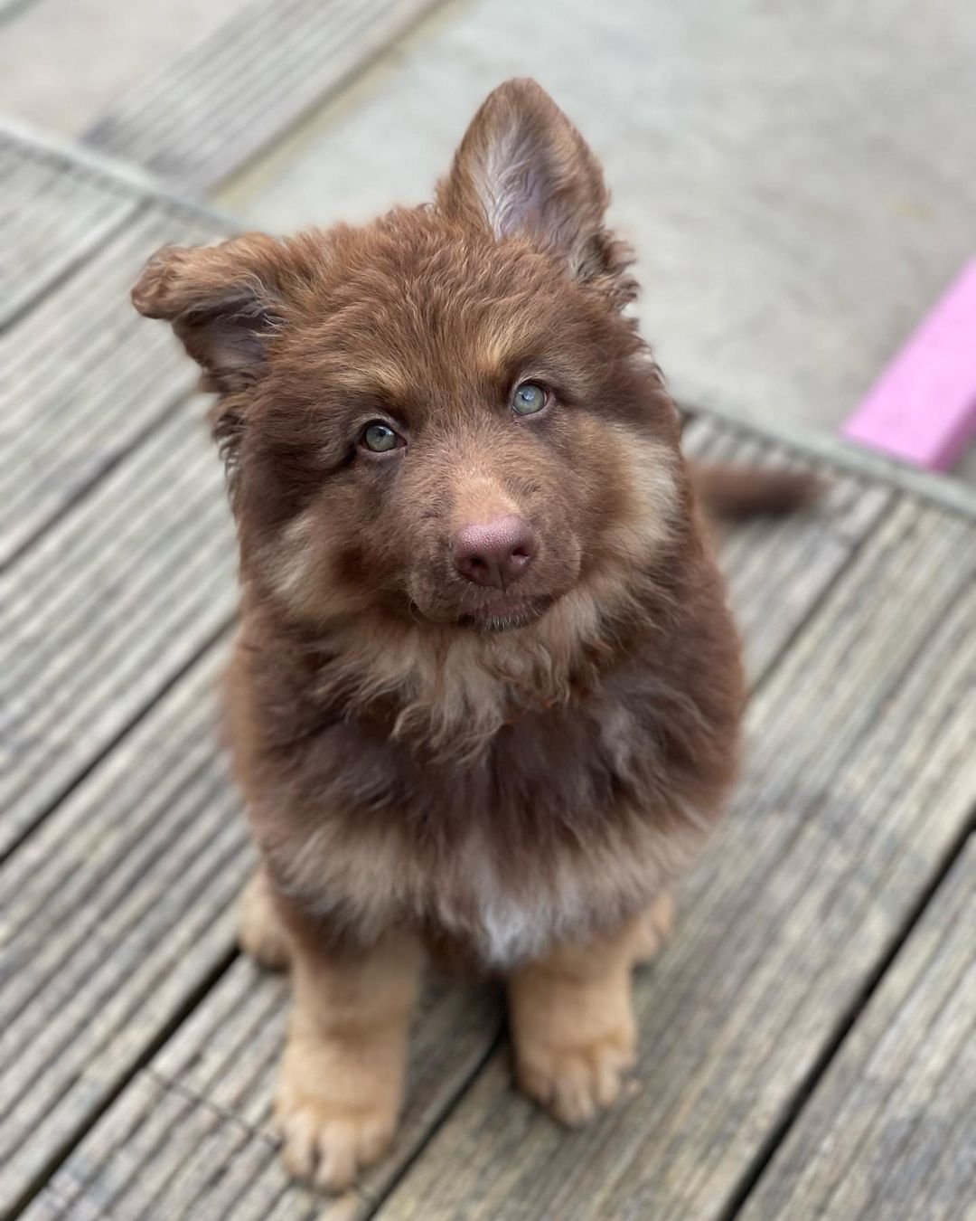 German Shepherd Puppy named Cairo