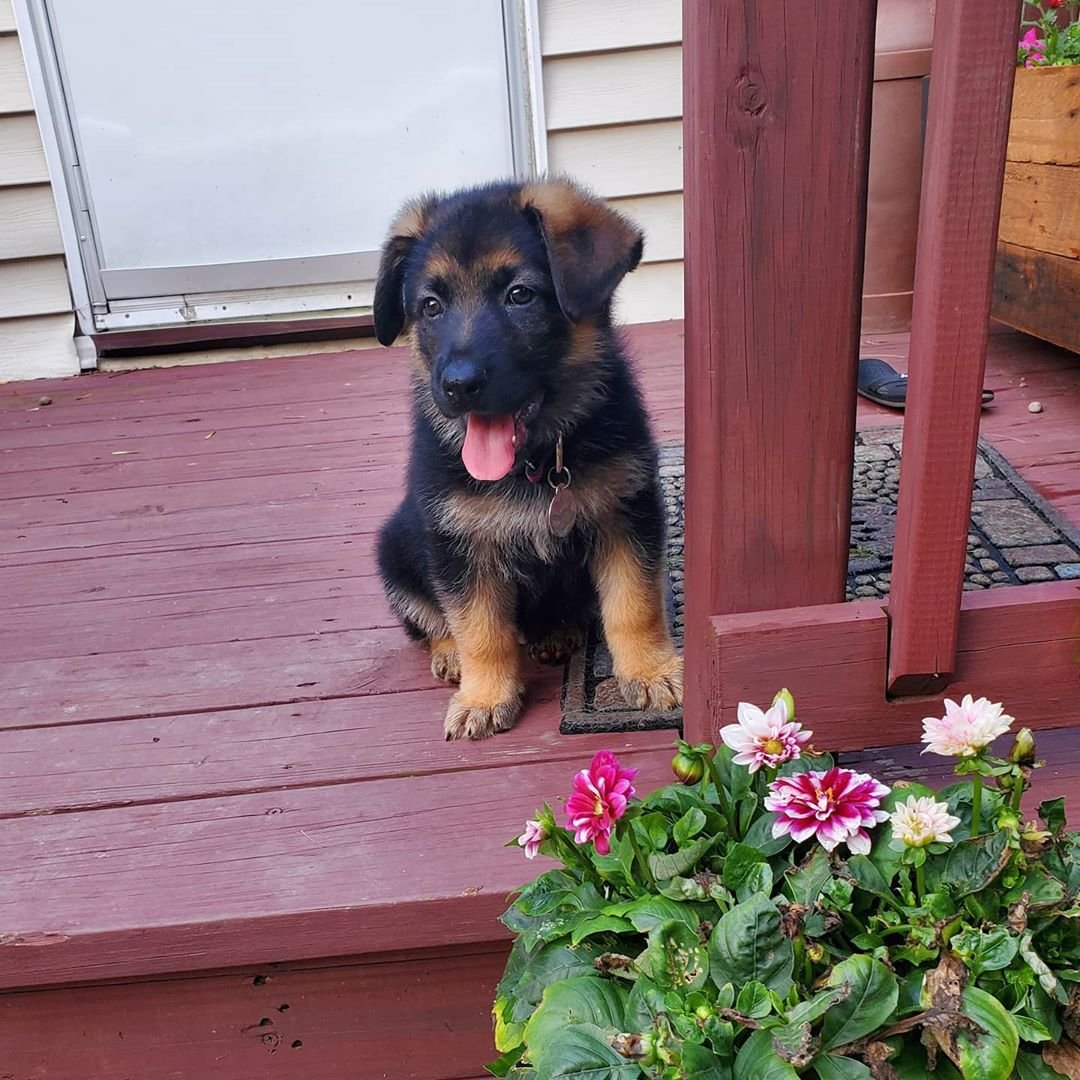 German Shepherd Puppy named Chief