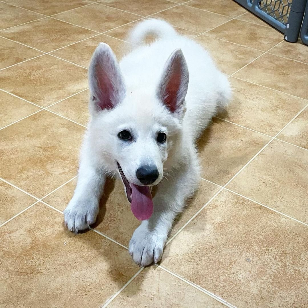 German Shepherd Puppy named Dian