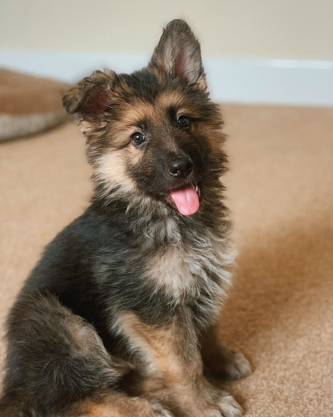 German Shepherd Puppy named Kobi