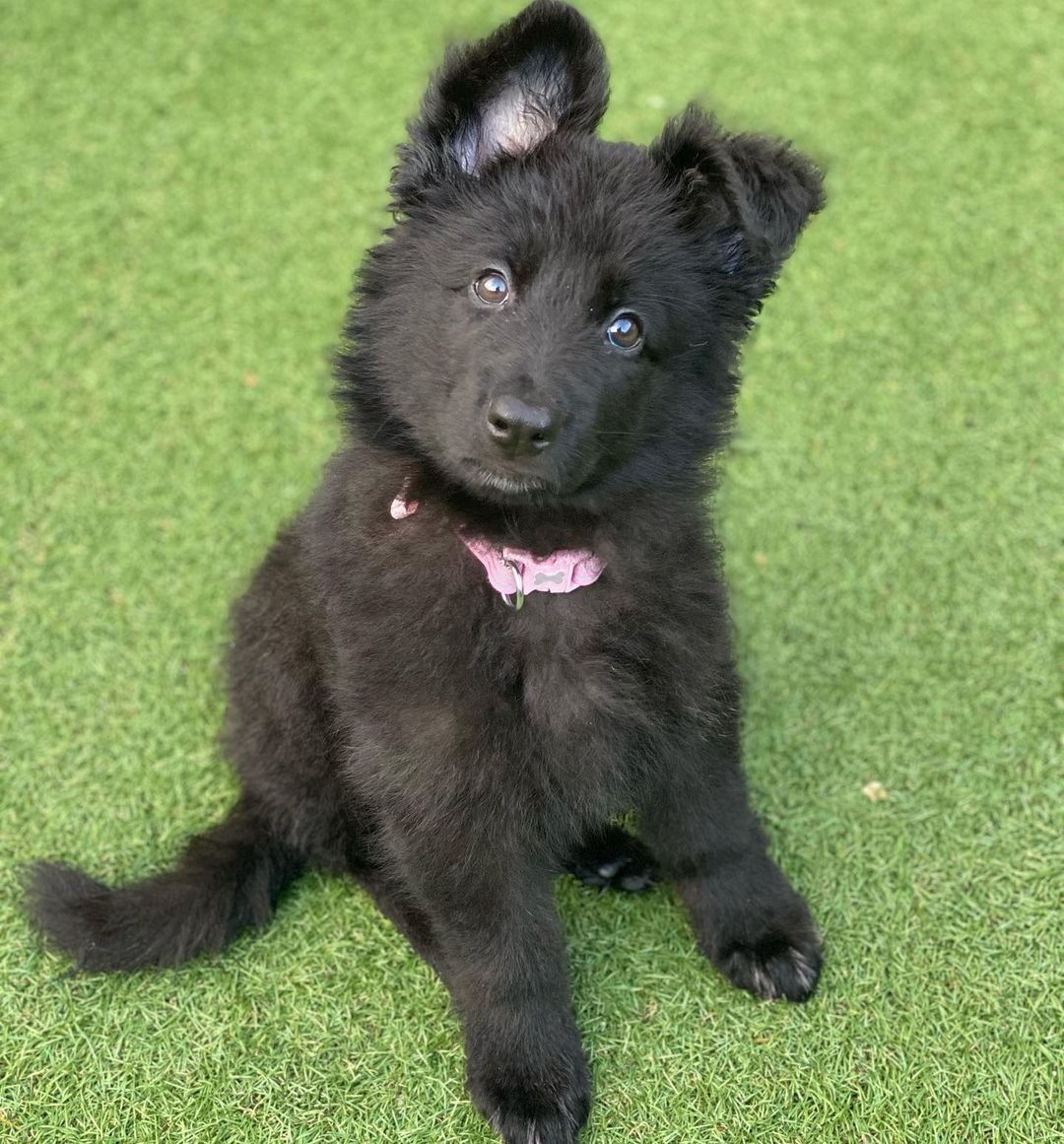 German Shepherd Puppy named Layla