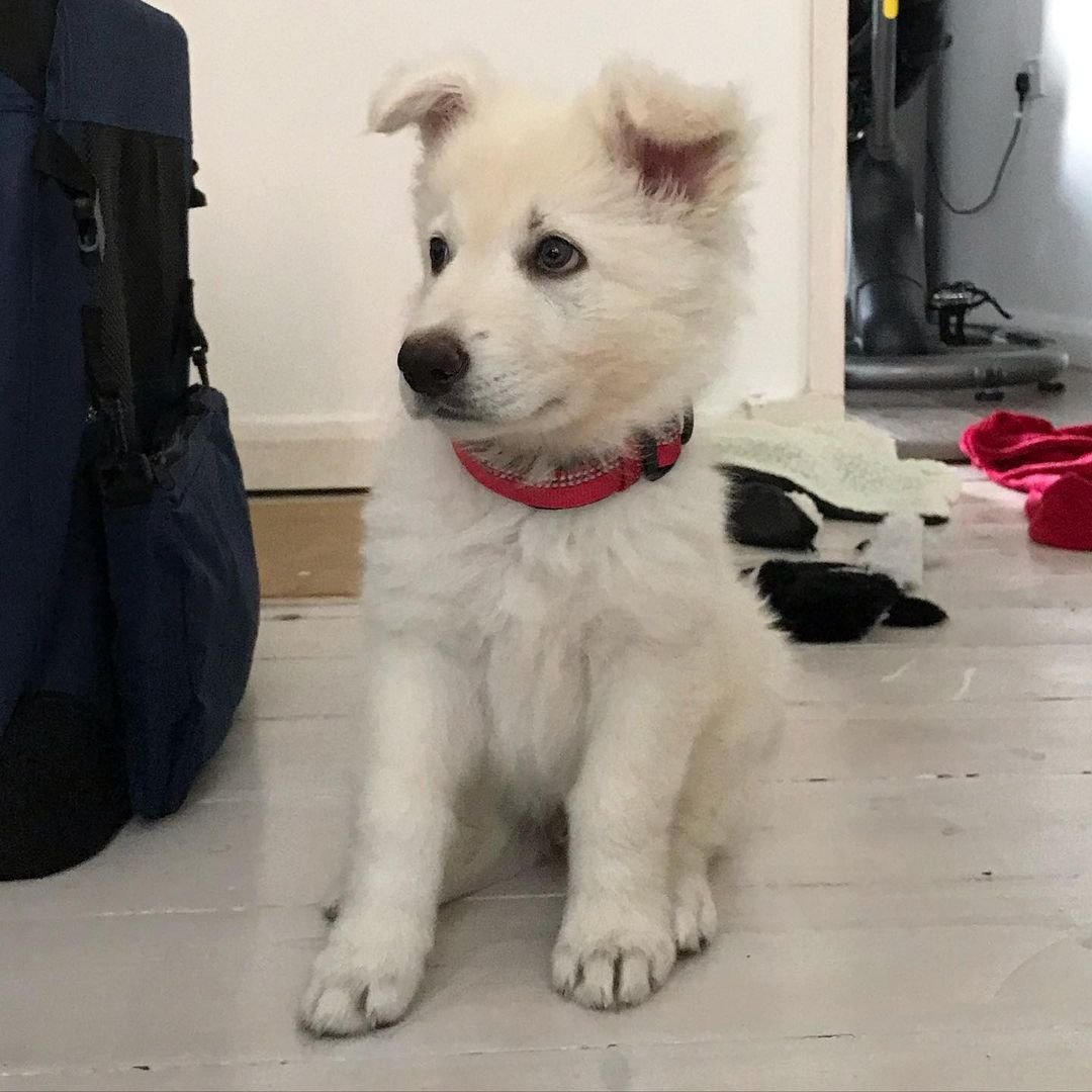 German Shepherd Puppy named Bella