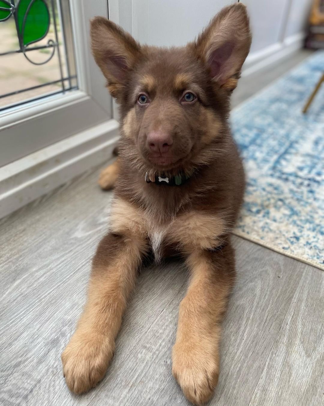 German Shepherd Puppy named Loki