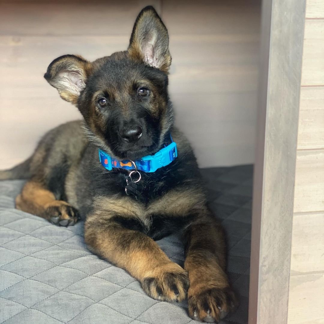 German Shepherd Puppy named Loui