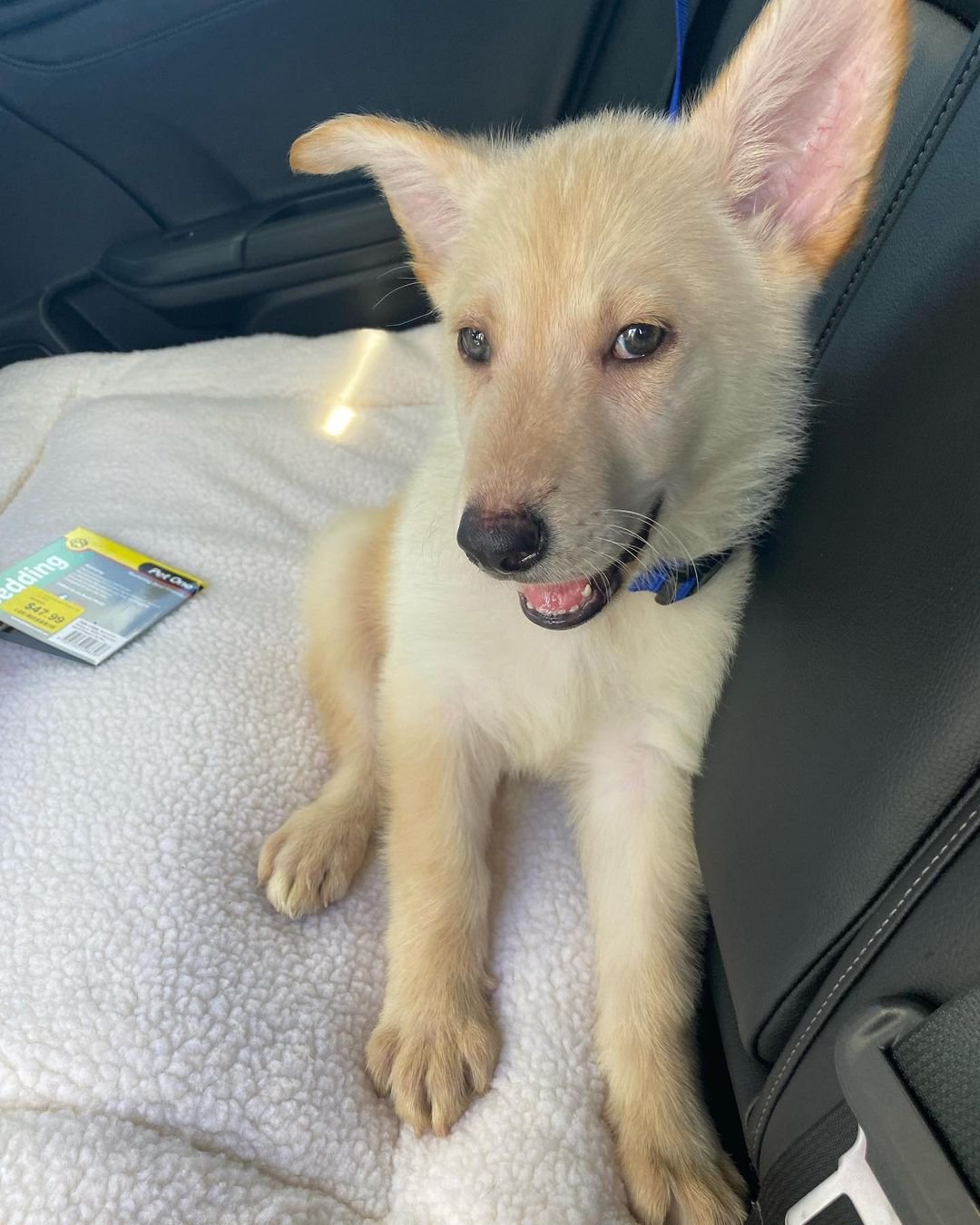 German Shepherd Puppy named Max