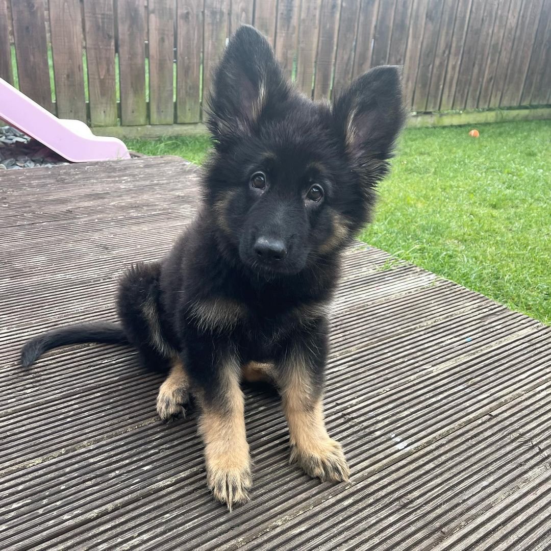 German Shepherd Puppy named Teddy
